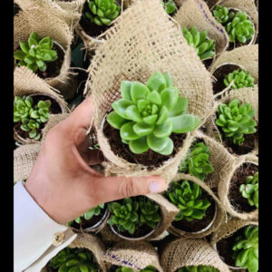 wrapped mix varieties of succulent in 2' pot ( 20 pcs)