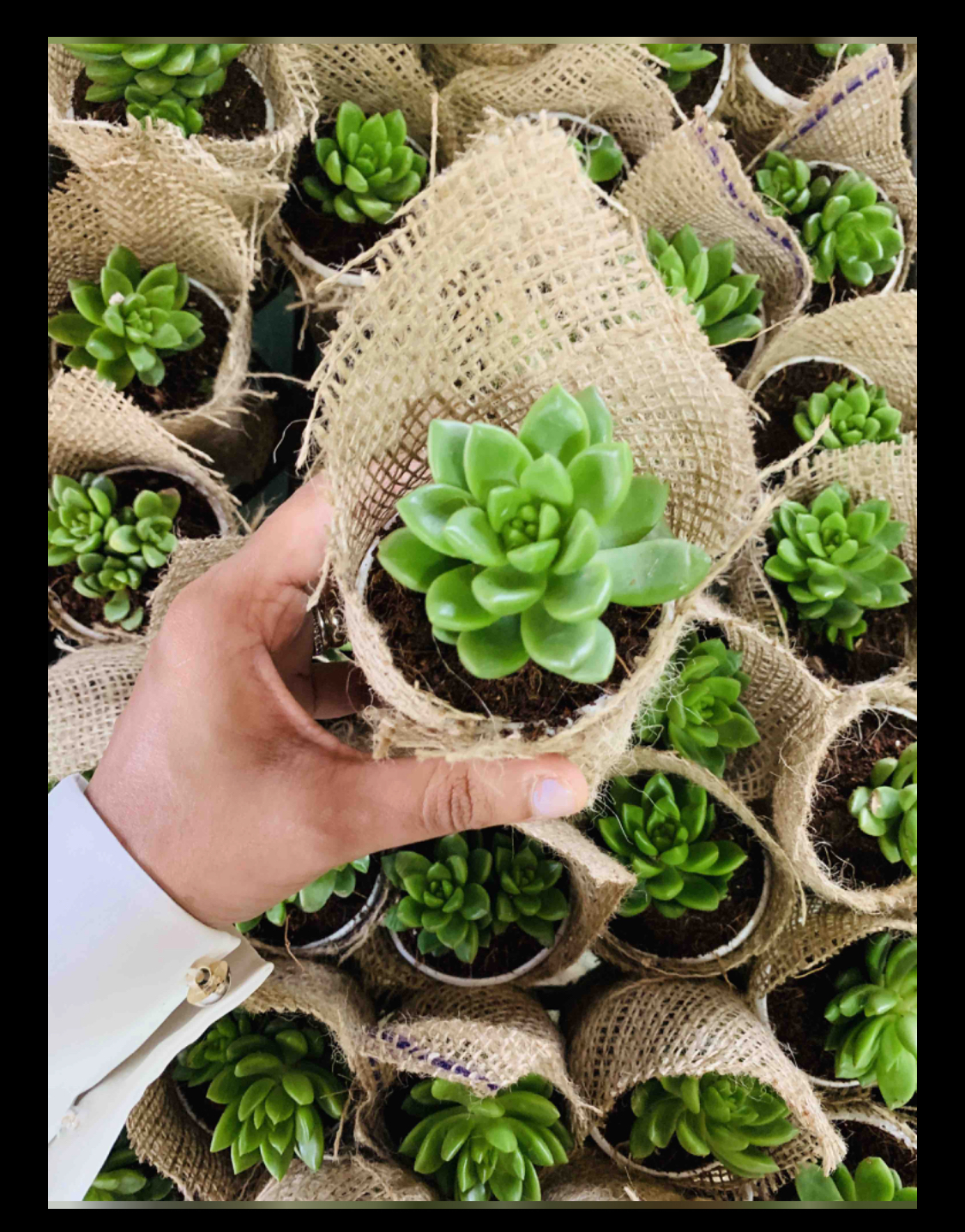 wrapped mix varieties of succulent in 2' pot ( 20 pcs)
