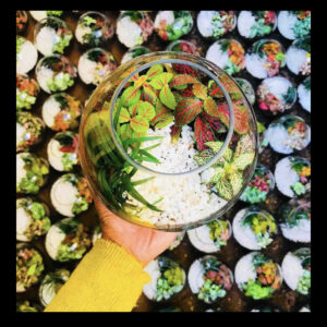 customised terrarium kit for gifting
