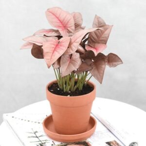 pink syngonium plant in a nursery pot