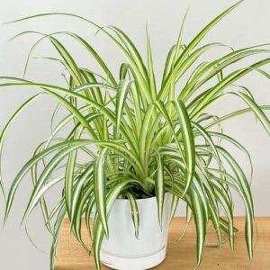 customised spider plant in 4" white ceramic pot with saucer