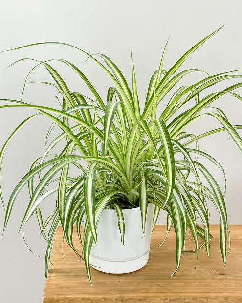 customised spider plant in 4" white ceramic pot with saucer
