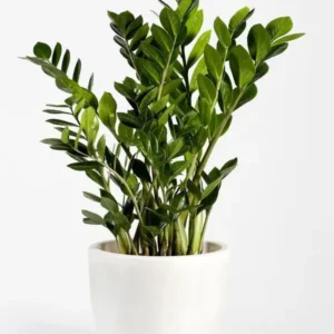Green zz plant in ceramic pot in 6” ceramic pot