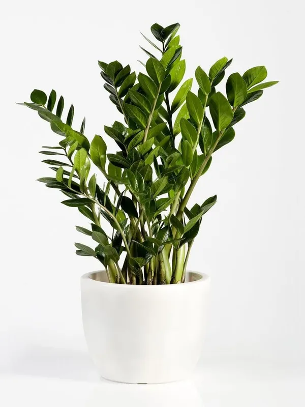 Green zz plant in ceramic pot in 6” ceramic pot
