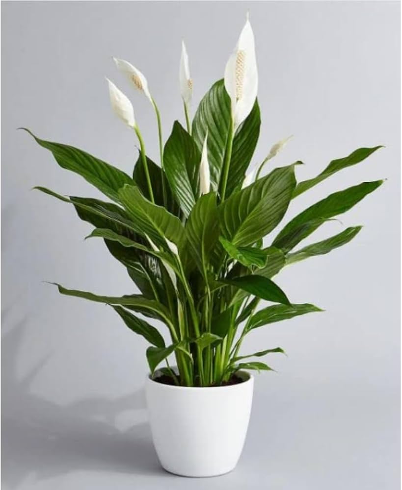 Anthurium plants in 4” white ceramic pot