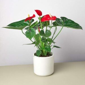 Anthurium plant in 5” white ceramic pot