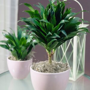 Dracena compacta plant in 5” cup shape ceramic pot