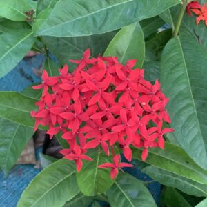Desi ixora plant in poly bag
