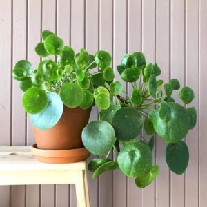Chinese Money Plant (Pilea peperomioides)in white pot