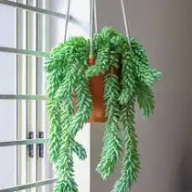 burro's tail plant/Donkey tail plant in poly bag succulents