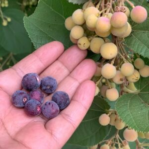 Falsa fruit plant in poly bag
