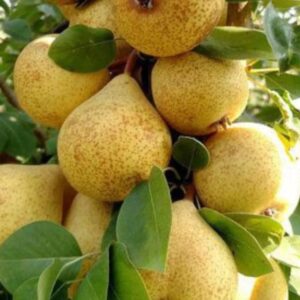 Imported Grafted pears plant in poly bag / Naashpati ka paudha