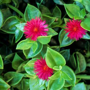 Baby sunrose plant in a nursery pot