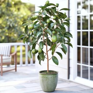 Avocado plant (Persea americana) in  poly bag  (2.5 TO 3.5)