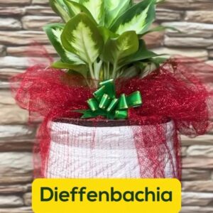 Customised Diffenbechia plant in 6” handi pot with gift wrap