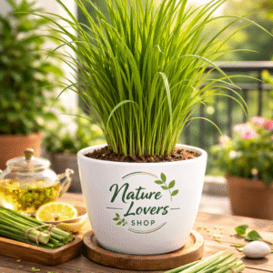 lemon grass plant in poly bag (big)