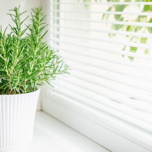 Rosemary plant in  a  5 inch premium pot (1 feet)