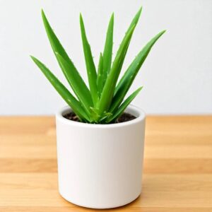 Alovera plant in 4" cylindrical ceramic pot