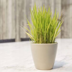 lemon grass plant in ceramic pot