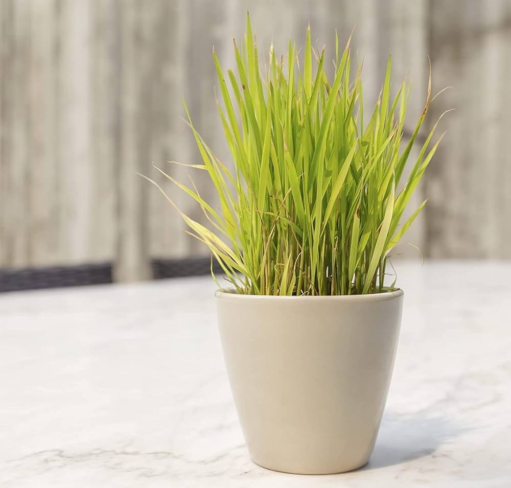 lemon grass plant in ceramic pot