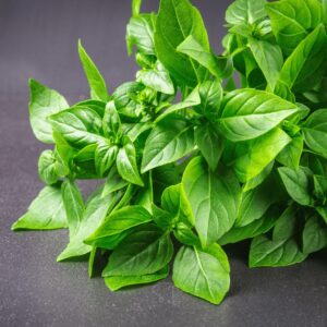lemon basil plant in a pot ( 1.5 to 2 feet)