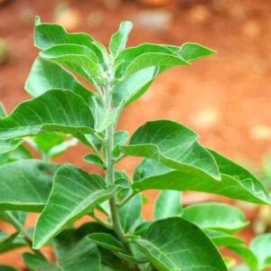 Live Ashwagandha Medicinal Plant – Healthy Ayurvedic Herb | Nature Lovers Shop