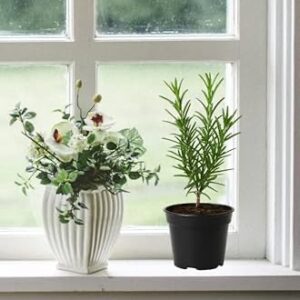 rosemary plant in small poly bag