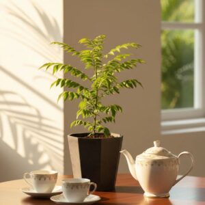 Curry Leaves plant/ caddy patta in  poly bag