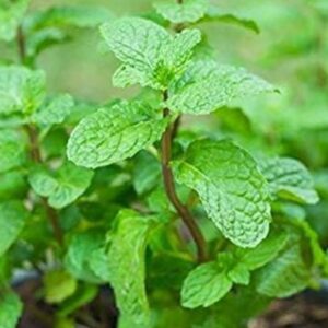 mint leaves plant in a pot