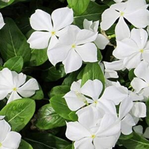 desi sadabahar plant / vinca plant in poly bag