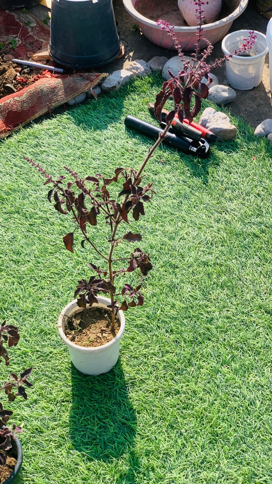 🌿 Tulsi Plant (Holy Basil) in a nursery pot– Live Medicinal Plant for Home & Balcony | Nature Lovers Shop - Image 2