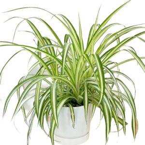 Spider Plant Indoor Air Purifying Plant in poly bag (5–10 inches)
