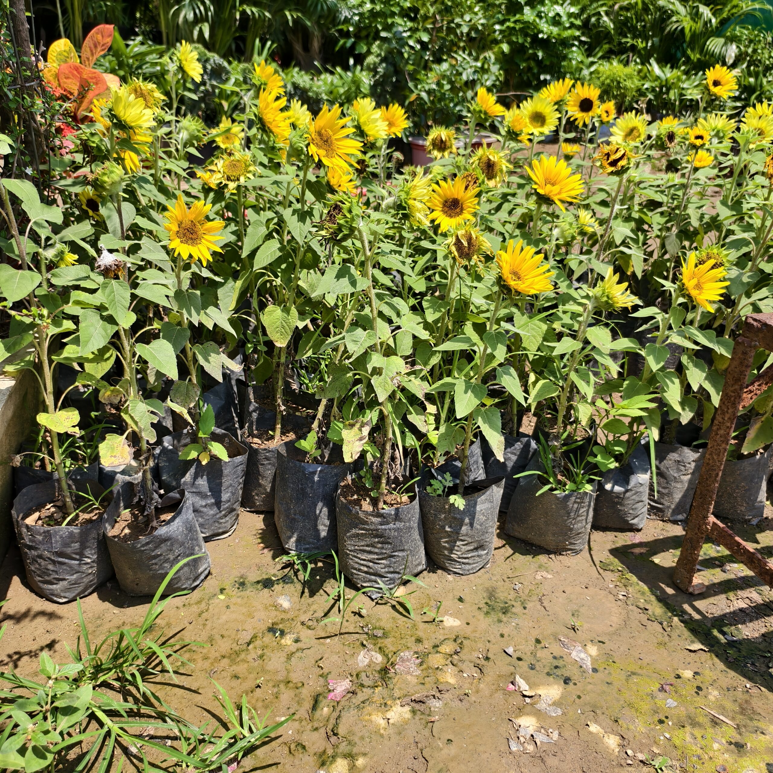 Sunflower Plant, Yellow Flowering Garden Plant, Ornamental Sunflower for Home Garden 2 pcs in poly bag - Image 2