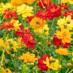 “Colorful Cosmos Flower Plant in Poly Bag”