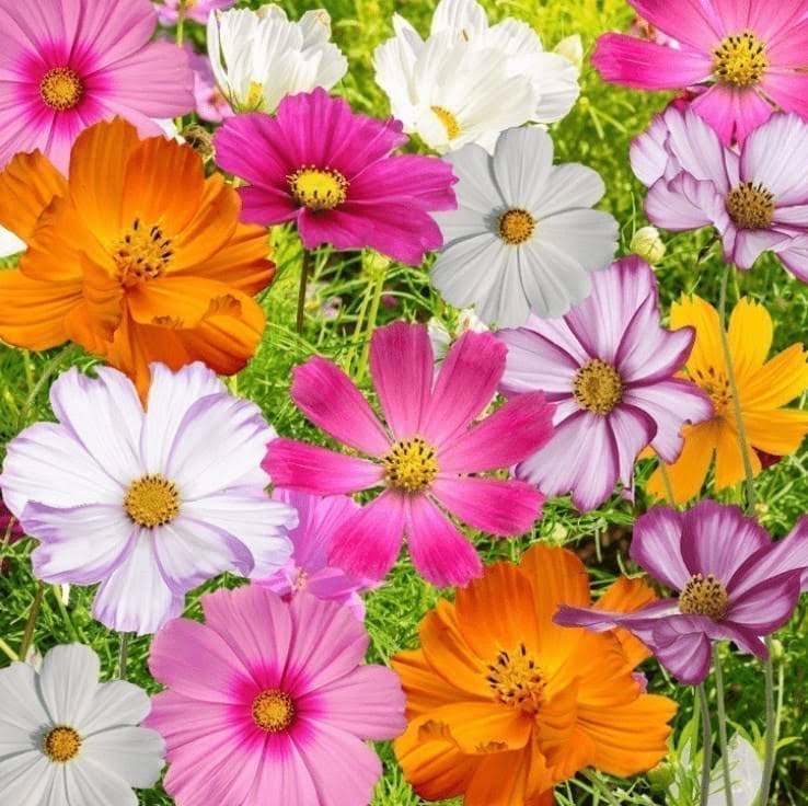 cosmos Flower Plant in Poly Bag | Seasonal Flowering Plant - Image 4