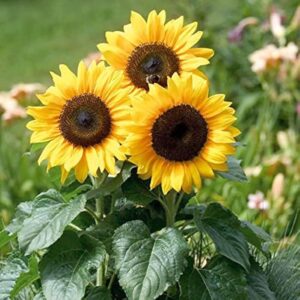 Sunflower Plant, Yellow Flowering Garden Plant, Ornamental Sunflower for Home Garden 2 pcs in poly bag
