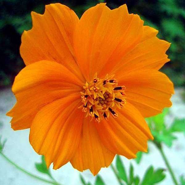 cosmos Flower Plant in Poly Bag | Seasonal Flowering Plant - Image 3