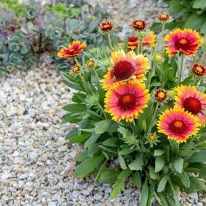 Gaillardia / Blanket Flower (mix colour) in 6 Inch Red Super Nursery Pot