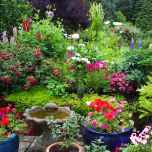 Ornamental plants