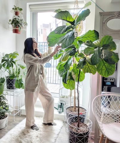 Indoor Gardening Services | Professional Indoor Plant Solutions - Image 4