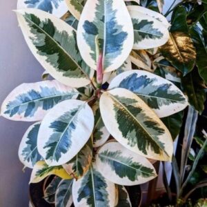 Healthy variegated rubber Plant in Decorative Pot for Home and Office Decor