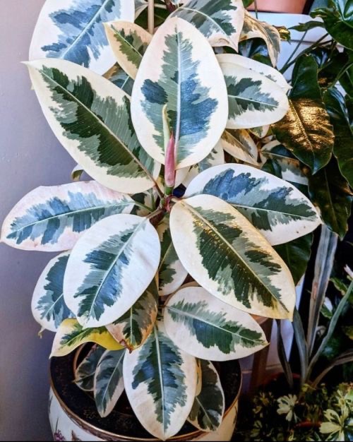 Healthy variegated rubber Plant in Decorative Pot for Home and Office Decor