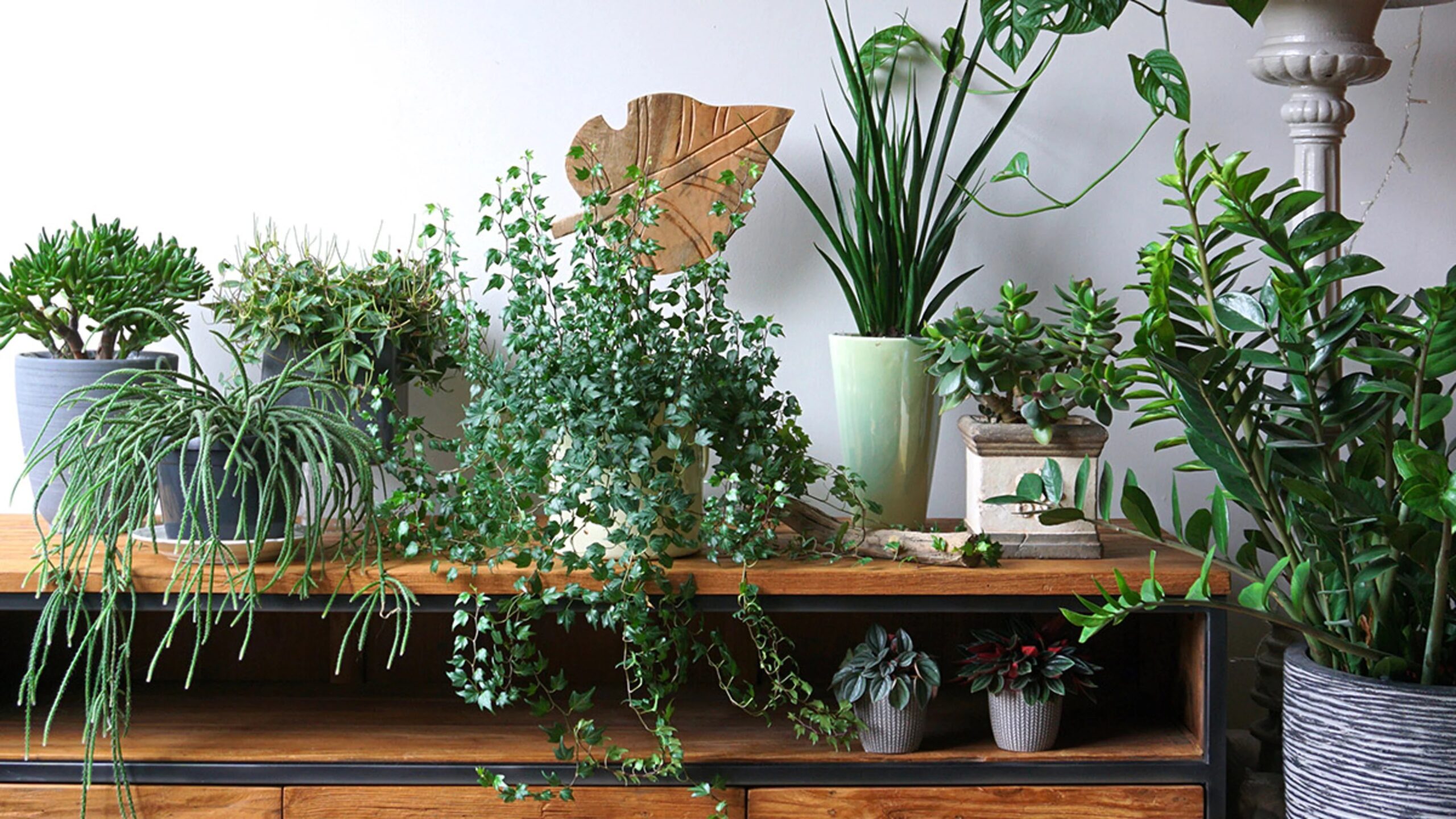 Indoor Gardening Services | Professional Indoor Plant Solutions - Image 3
