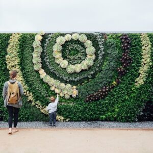 Best vertical Garden Designing Service – Create Your Dream Garden