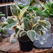 Rare Variegated rubber plant (air purifying) 5" nursery pot(indoor plant) - Image 2