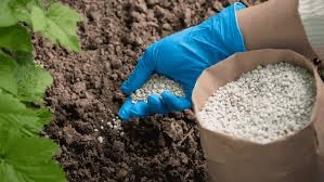 plant food
