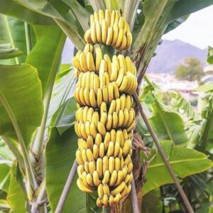Healthy Grafted Banana Plant growing in a nursery pot with lush green leaves and strong root system for home gardening and fruit production.