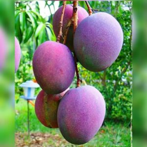 Healthy Miyazaki Mango Plant growing in nursery bag with lush green foliage, premium Japanese mango variety for home gardens, orchards, and fruit plant collections.