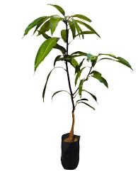 Buy Miyazaki Mango Plant Online in India - Image 2