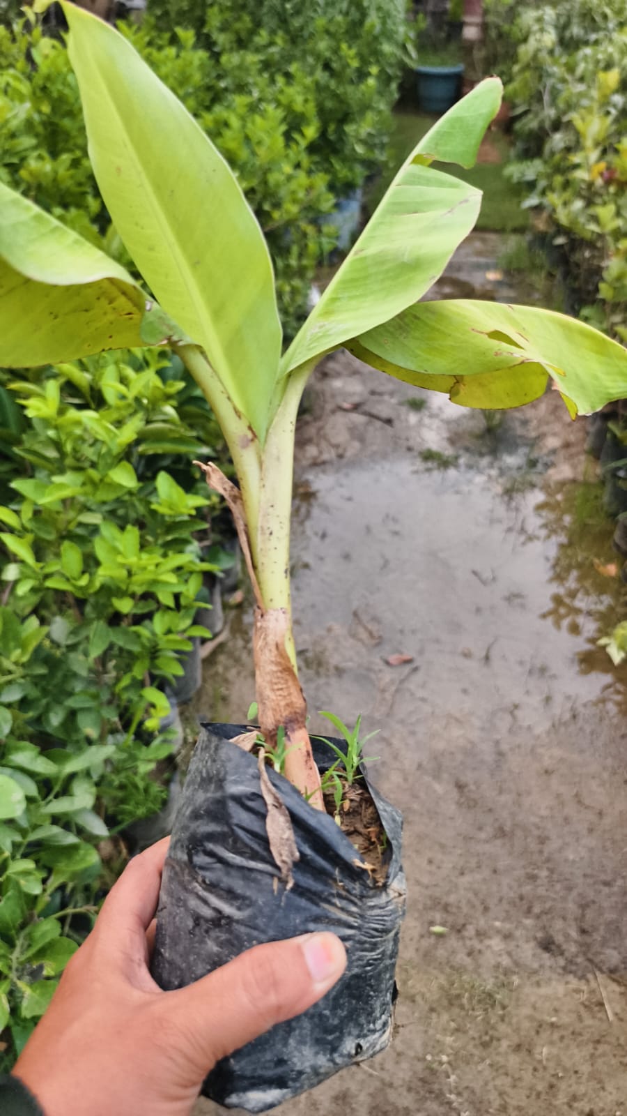 Grafted banana plant in poly bag - Image 2